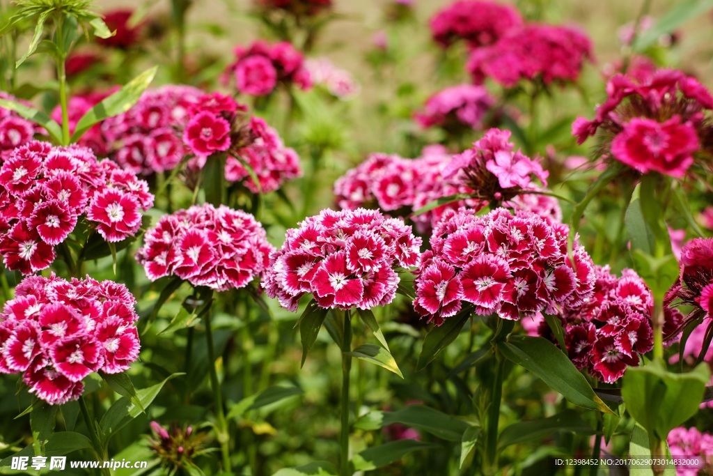 石竹花