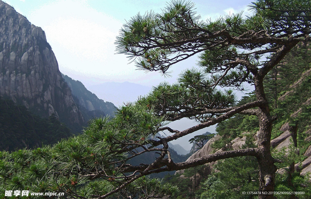 黄山松