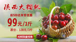 山西大樱桃