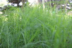 野草