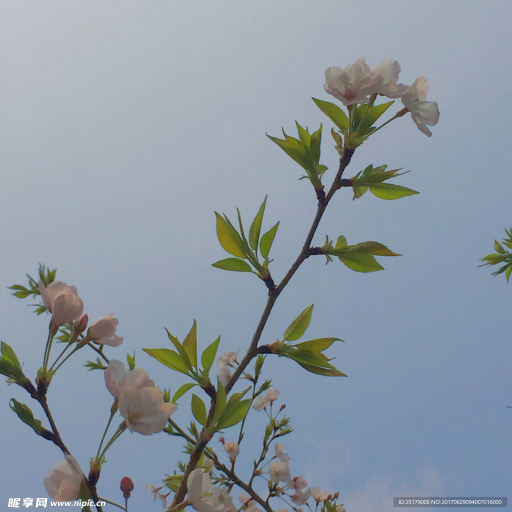樱花