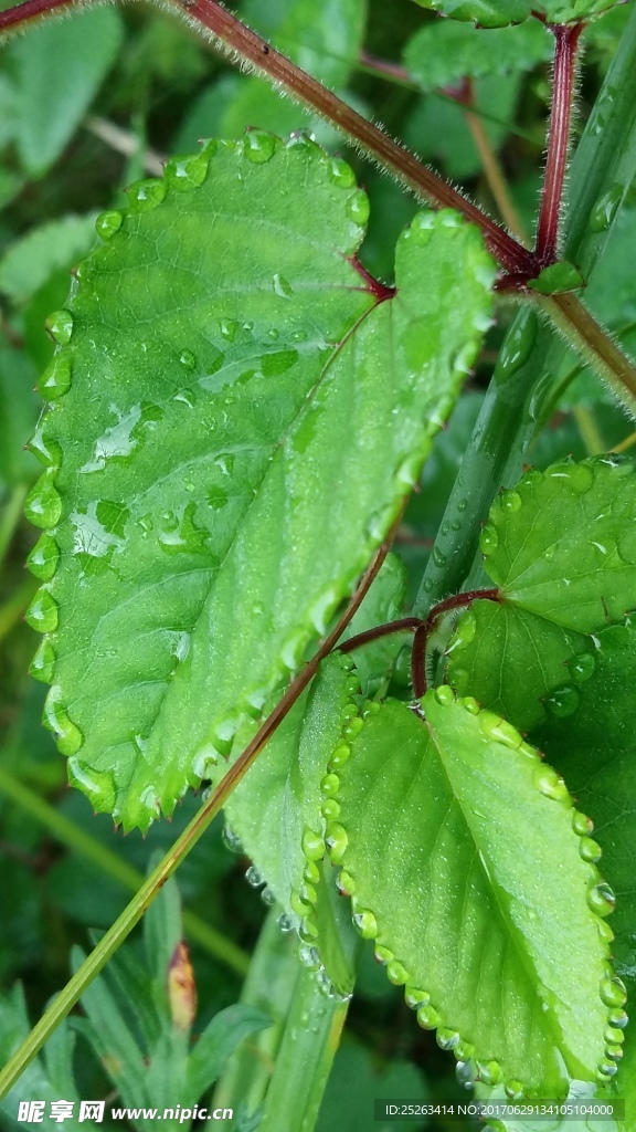 雨后凝珠