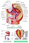 男科解剖图