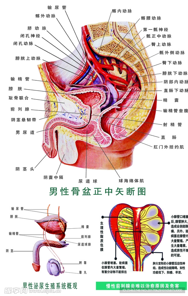 男科解剖图