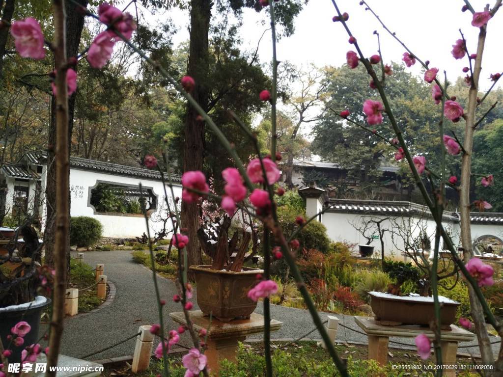 梅花