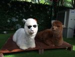 观赏羊驼