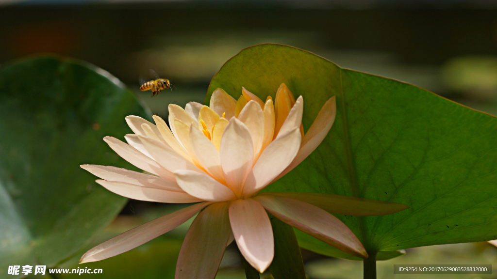 莲花与蜜蜂