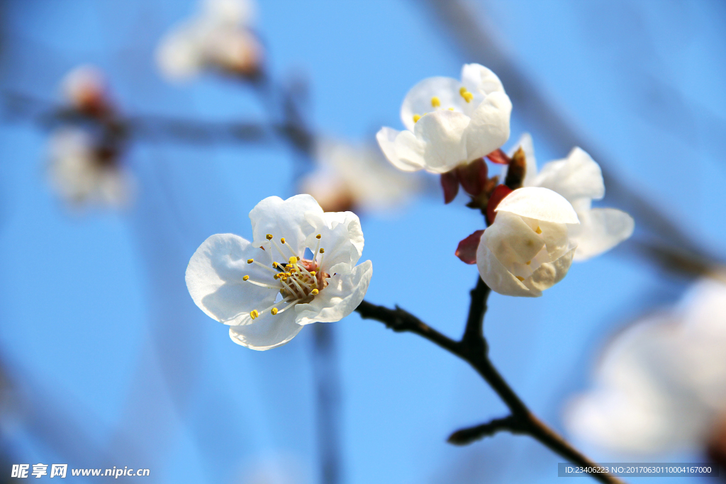 一树杏花一溪月