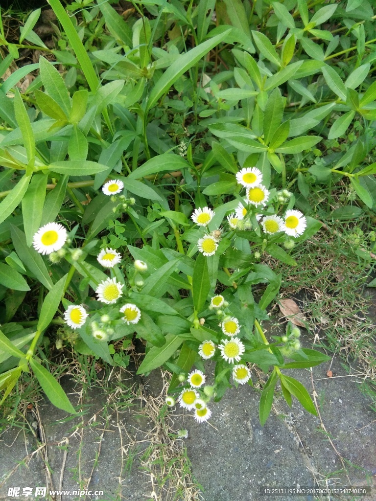 花儿