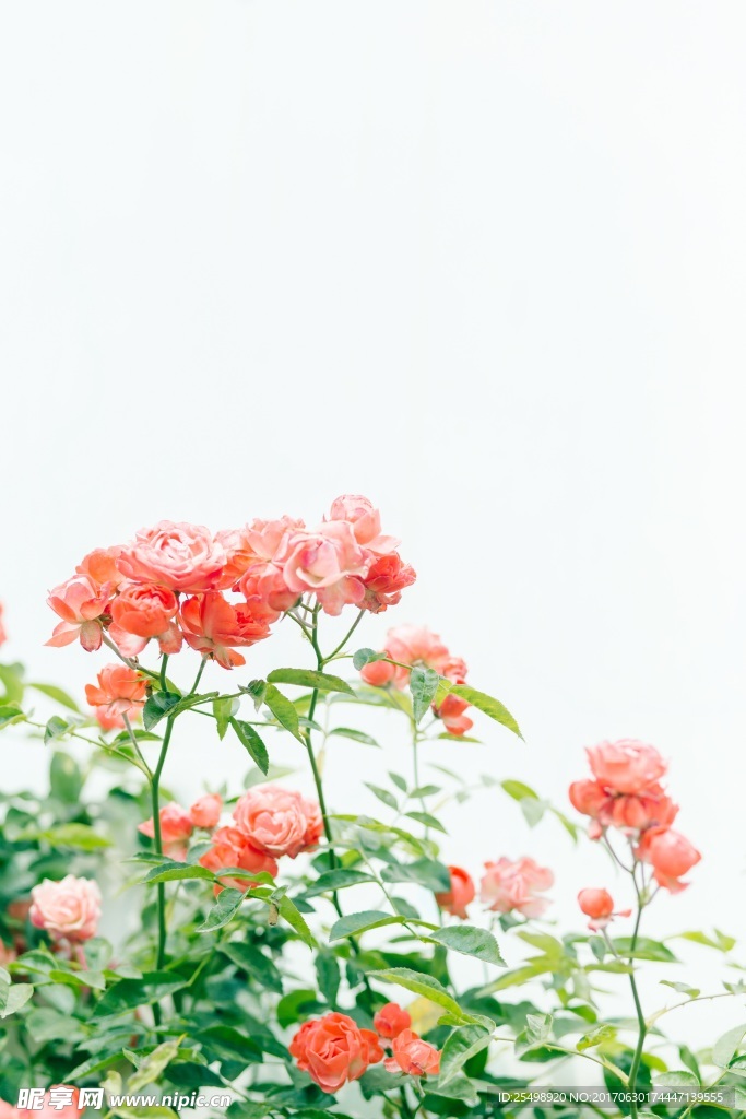 花卉摄影