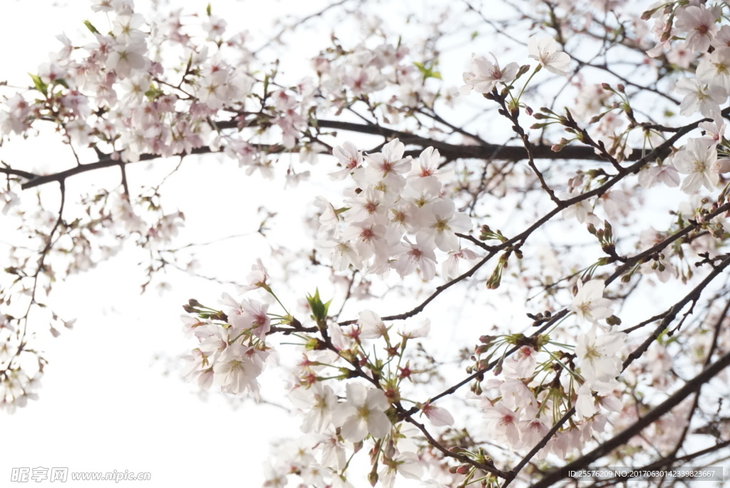 樱花