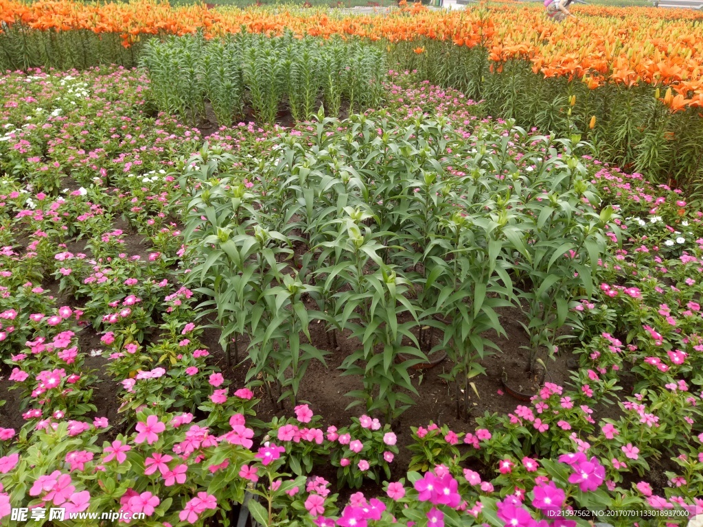 花卉