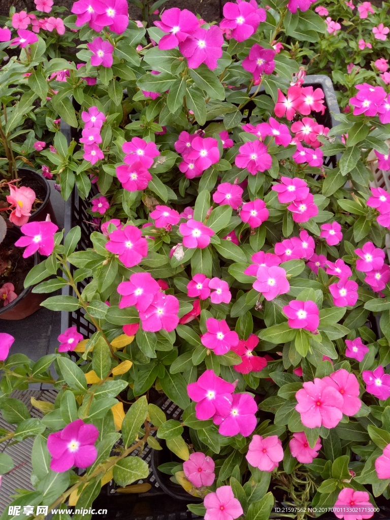 花卉