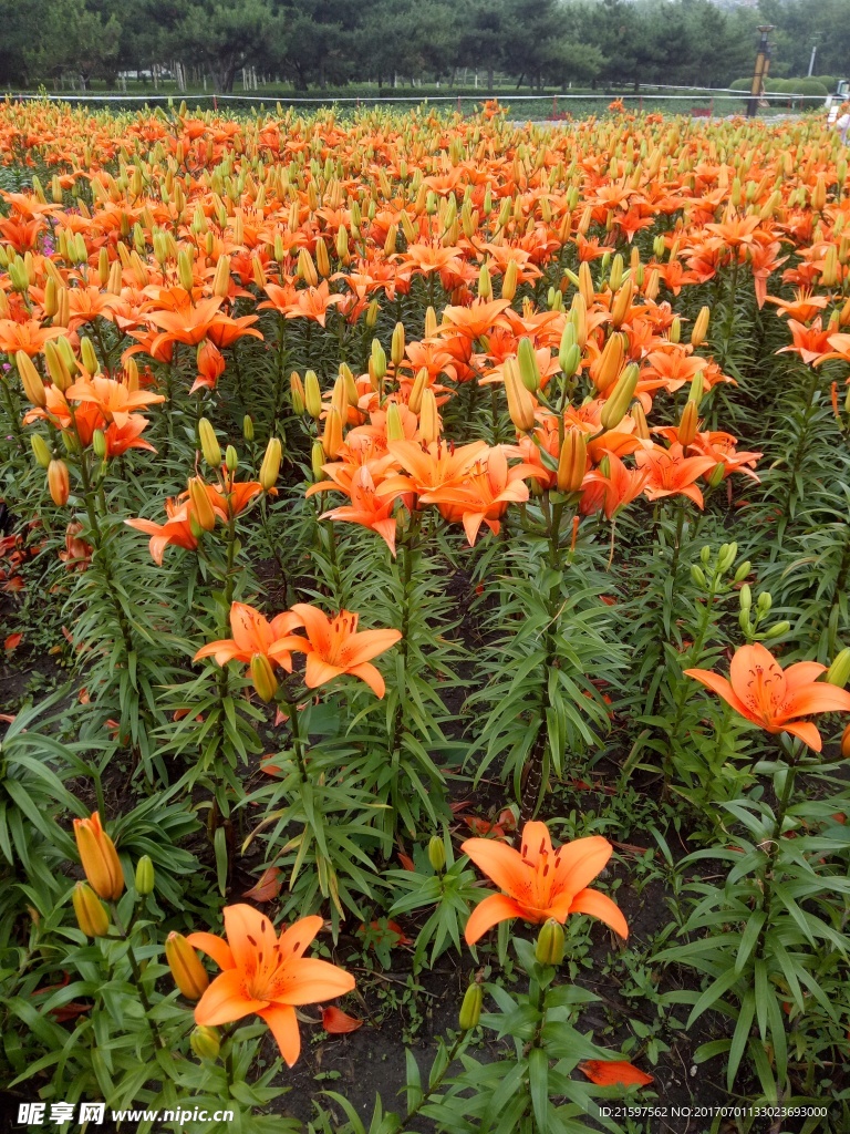 花卉