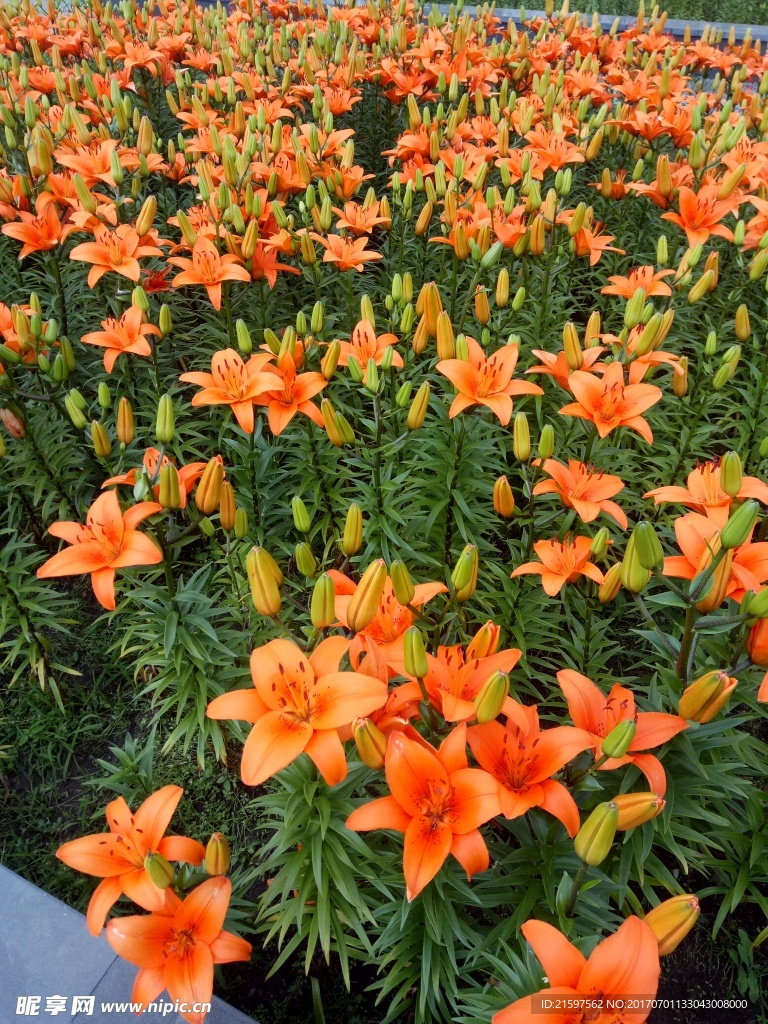 花卉