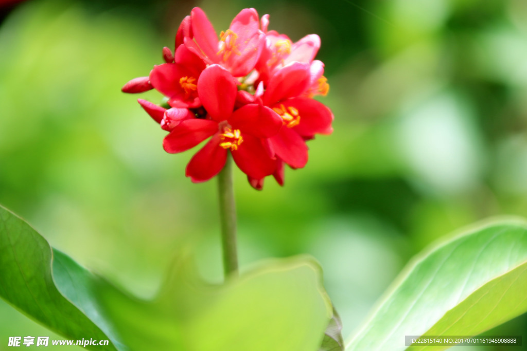 花
