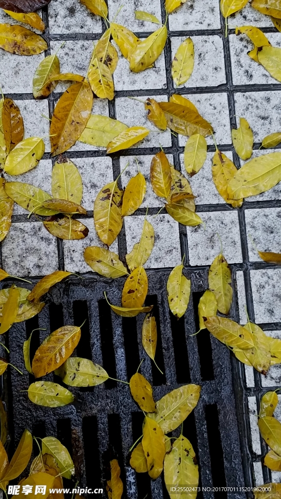下水道与黄叶
