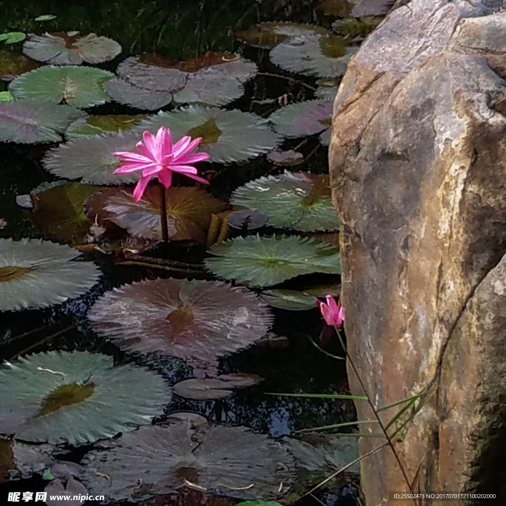 莲花