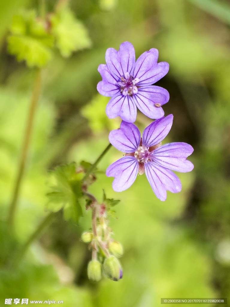 小紫花