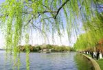 西湖堤岸