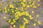 苦荬菜的花