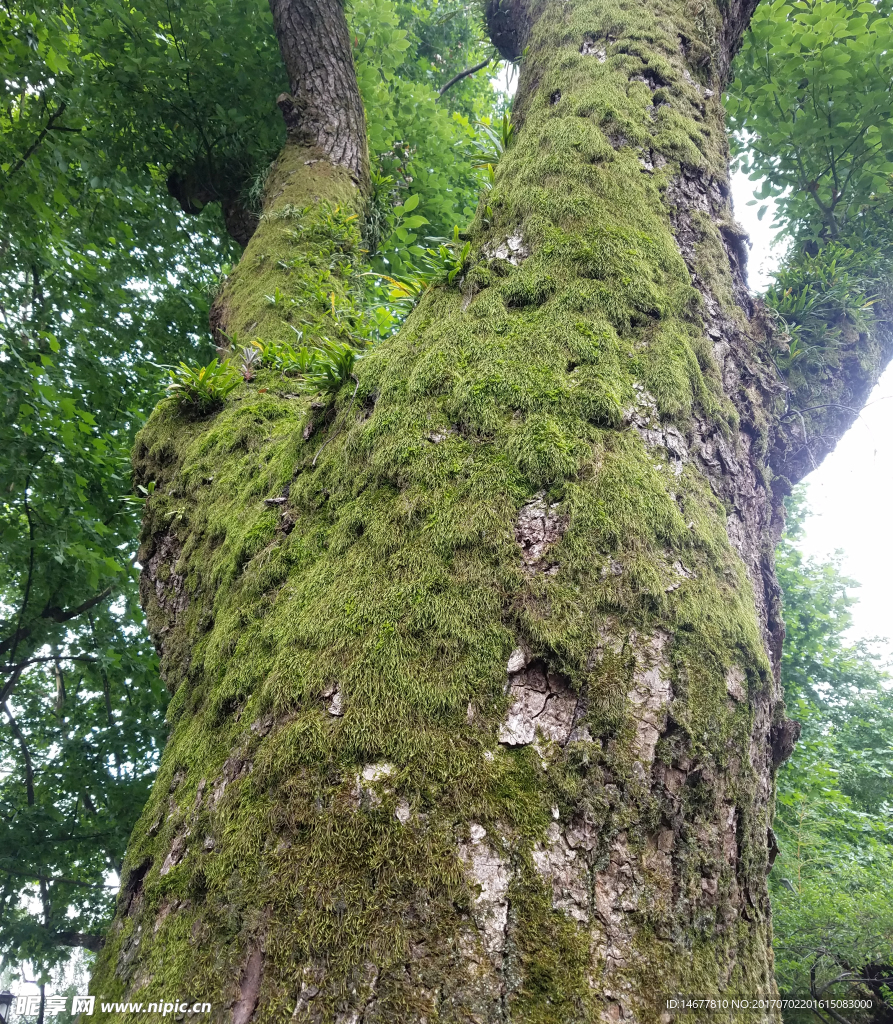 青苔古树