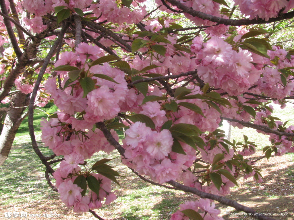 樱花