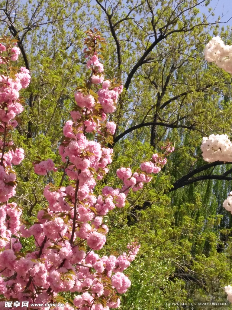 樱花