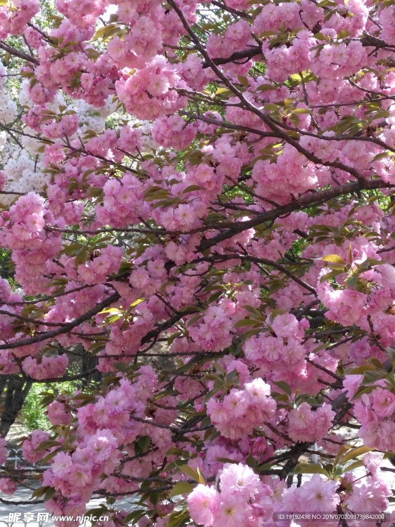 樱花