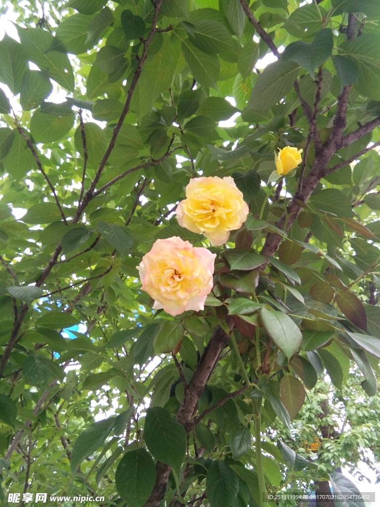 黄玫瑰