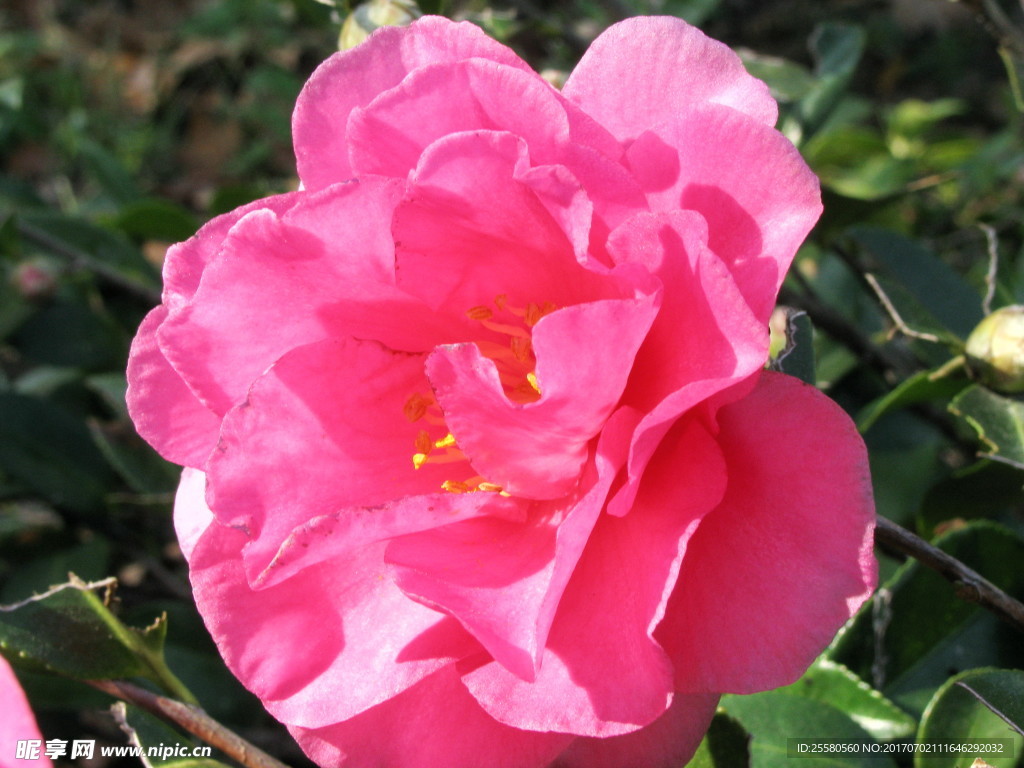 花