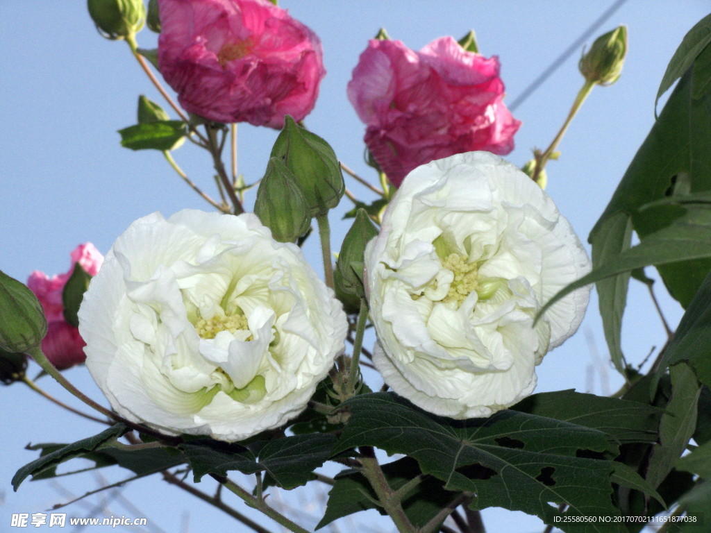 白花 花