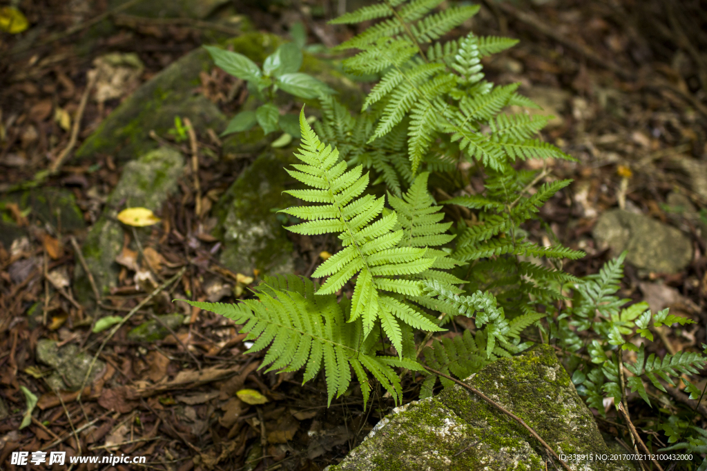 野草