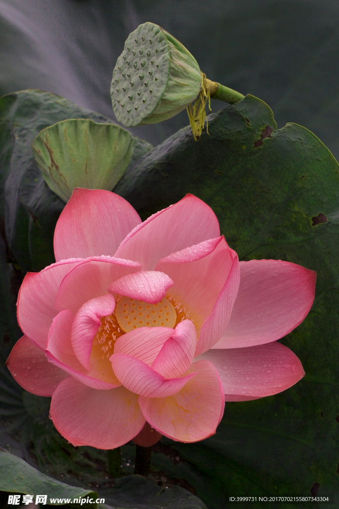 荷花