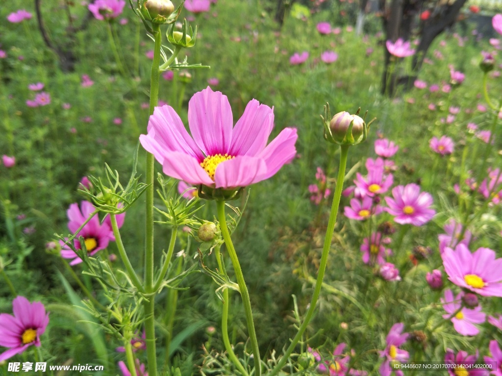 格桑花