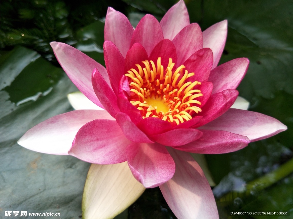 睡莲花