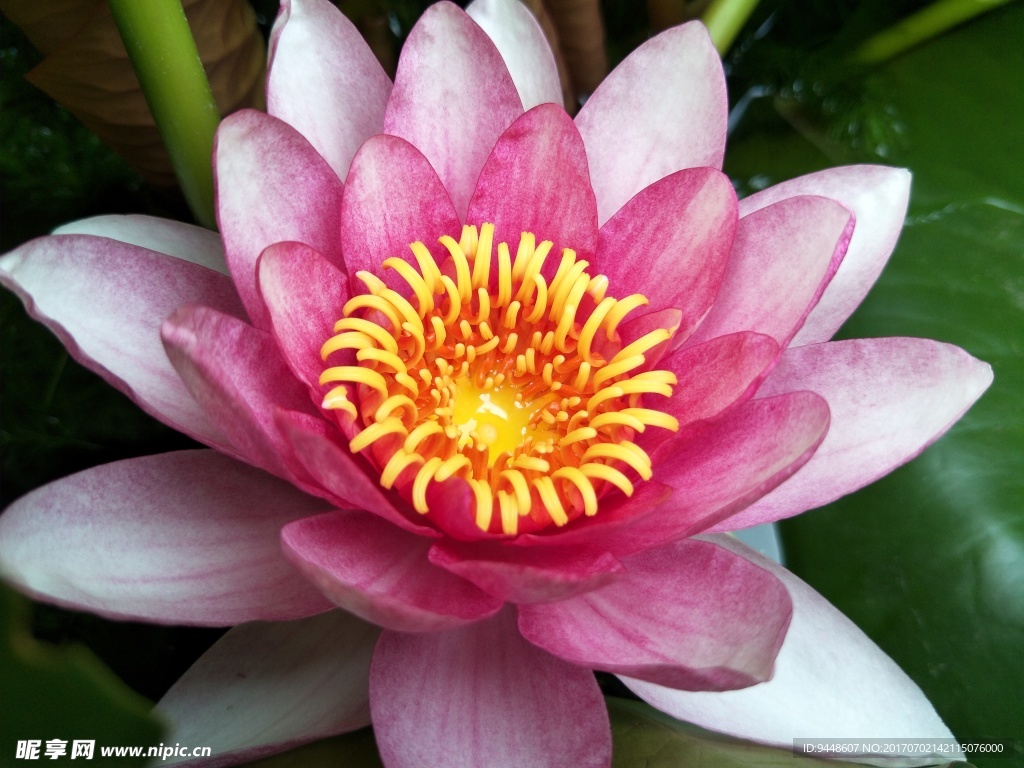 睡莲花
