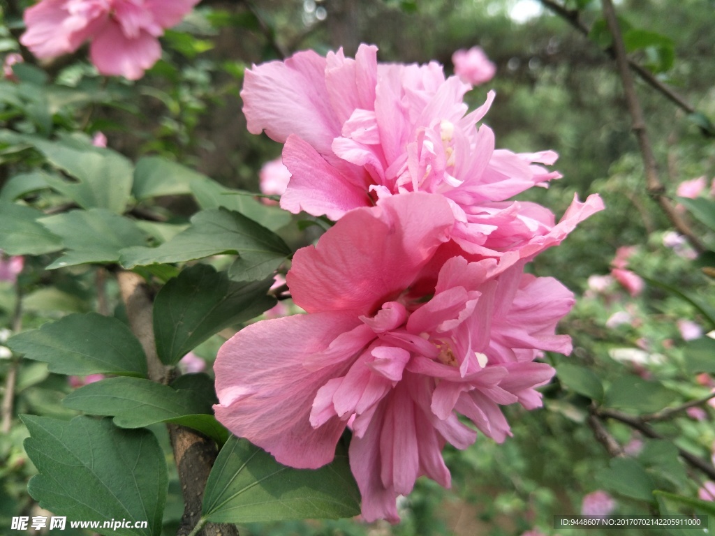 木槿花
