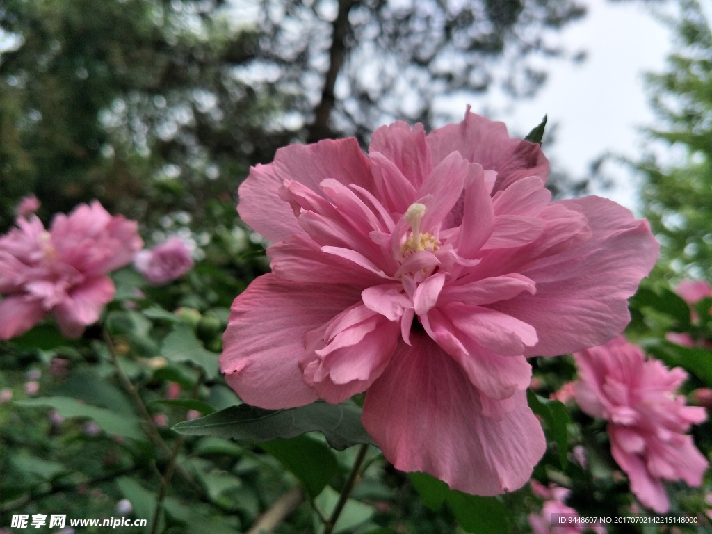 木槿花