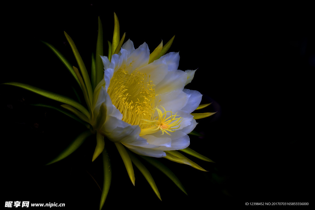 火龙果花
