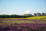 花海 建筑 风景