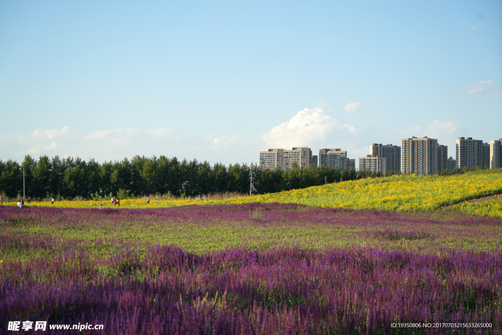 花海 建筑 风景