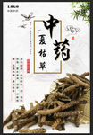 夏枯草