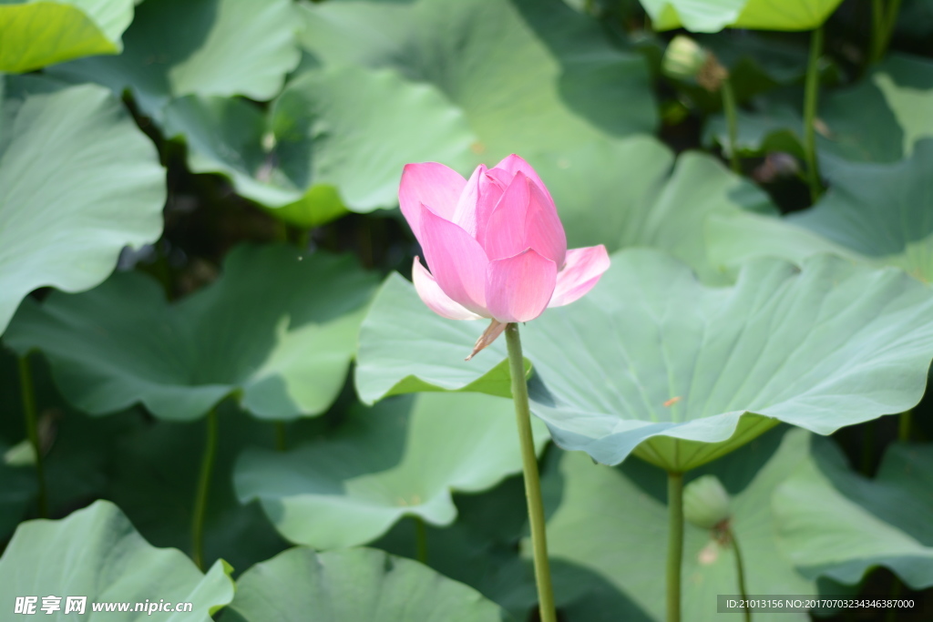 荷花