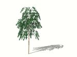 SU植物模型