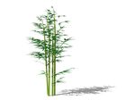 SU植物模型 竹子