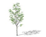 SU植物模型