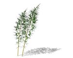 SU植物模型 竹子