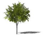 SU植物模型