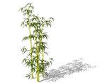 SU植物模型 竹子